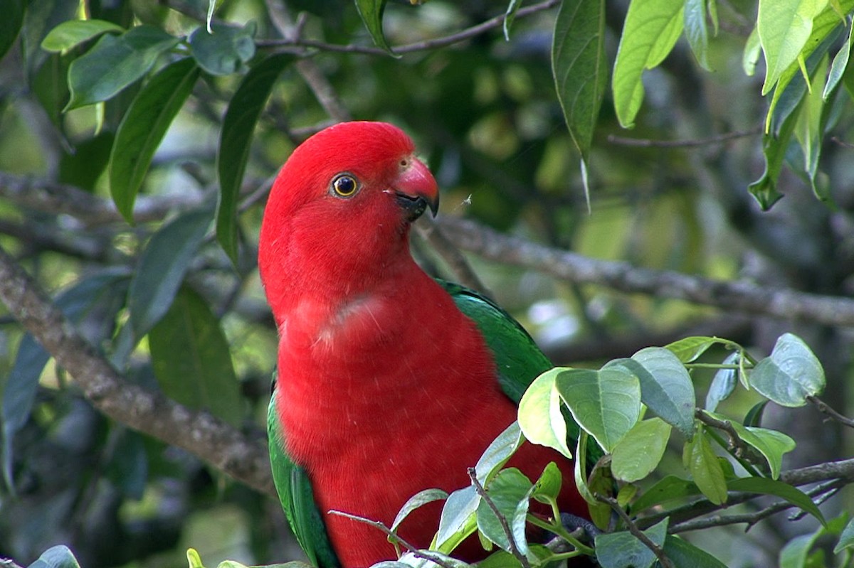 Australian King-Parrot - Josep del Hoyo
