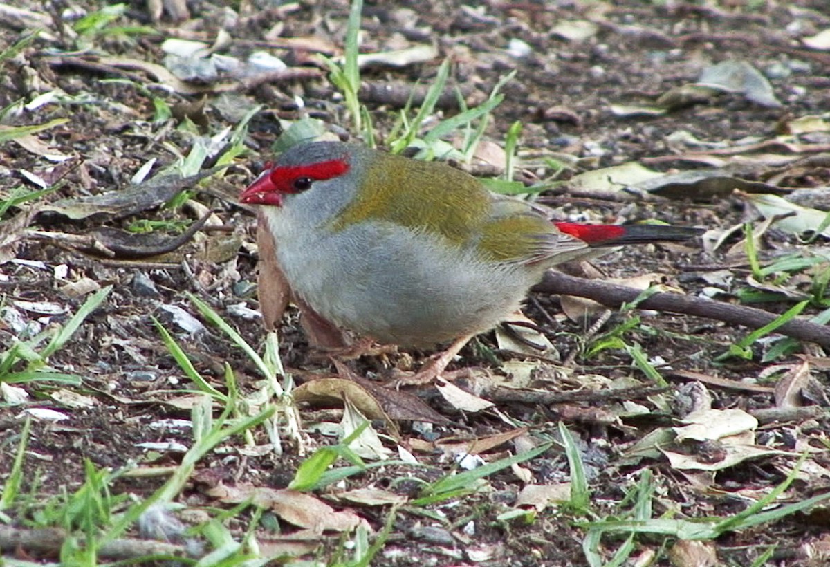 Red-browed Firetail - ML205060451