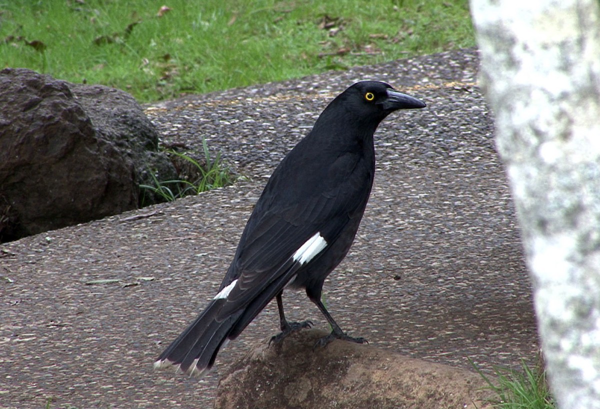 Pied Currawong - ML205060551