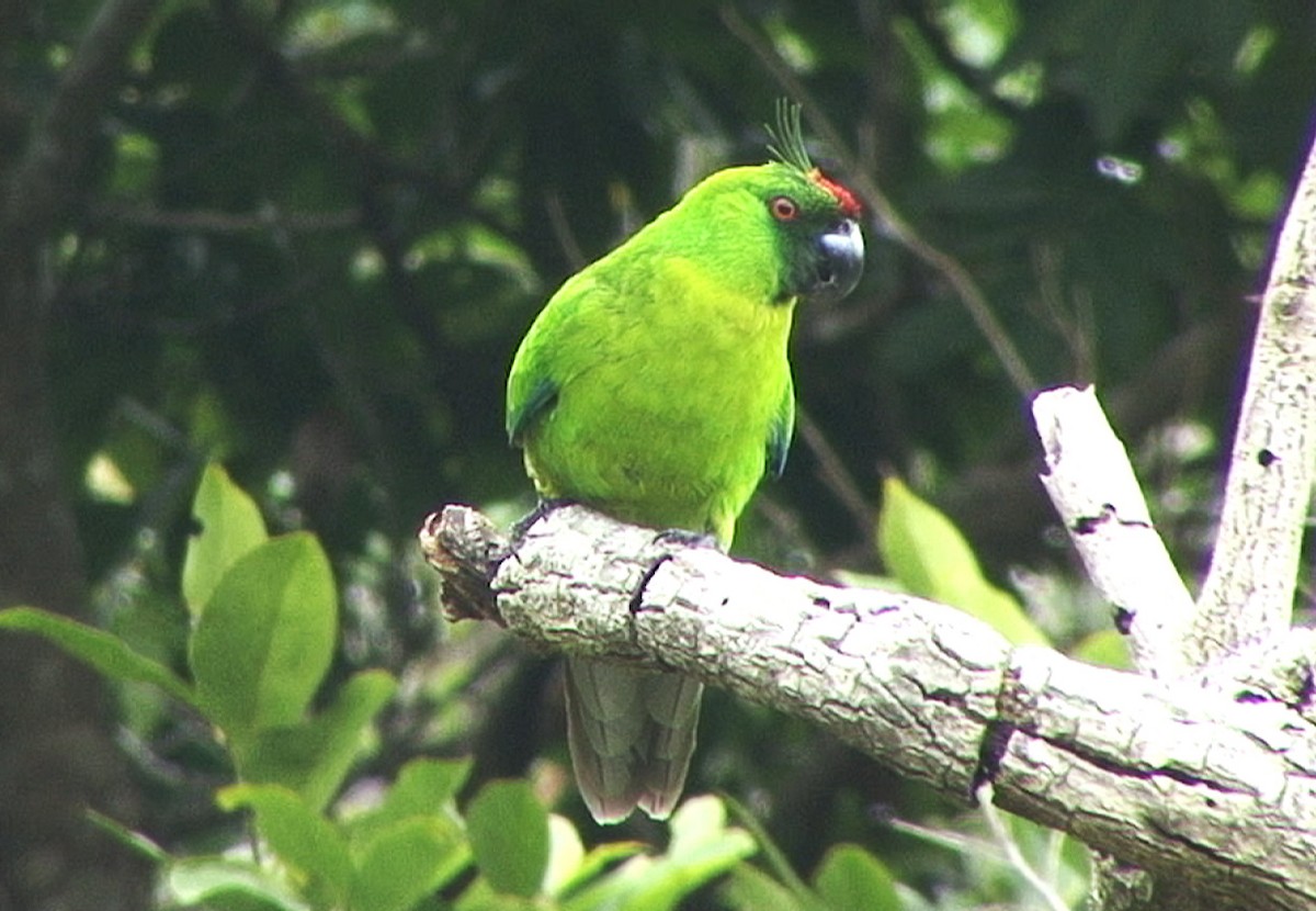 Yeşil Başlı Sorguçlu Papağan - ML205060681