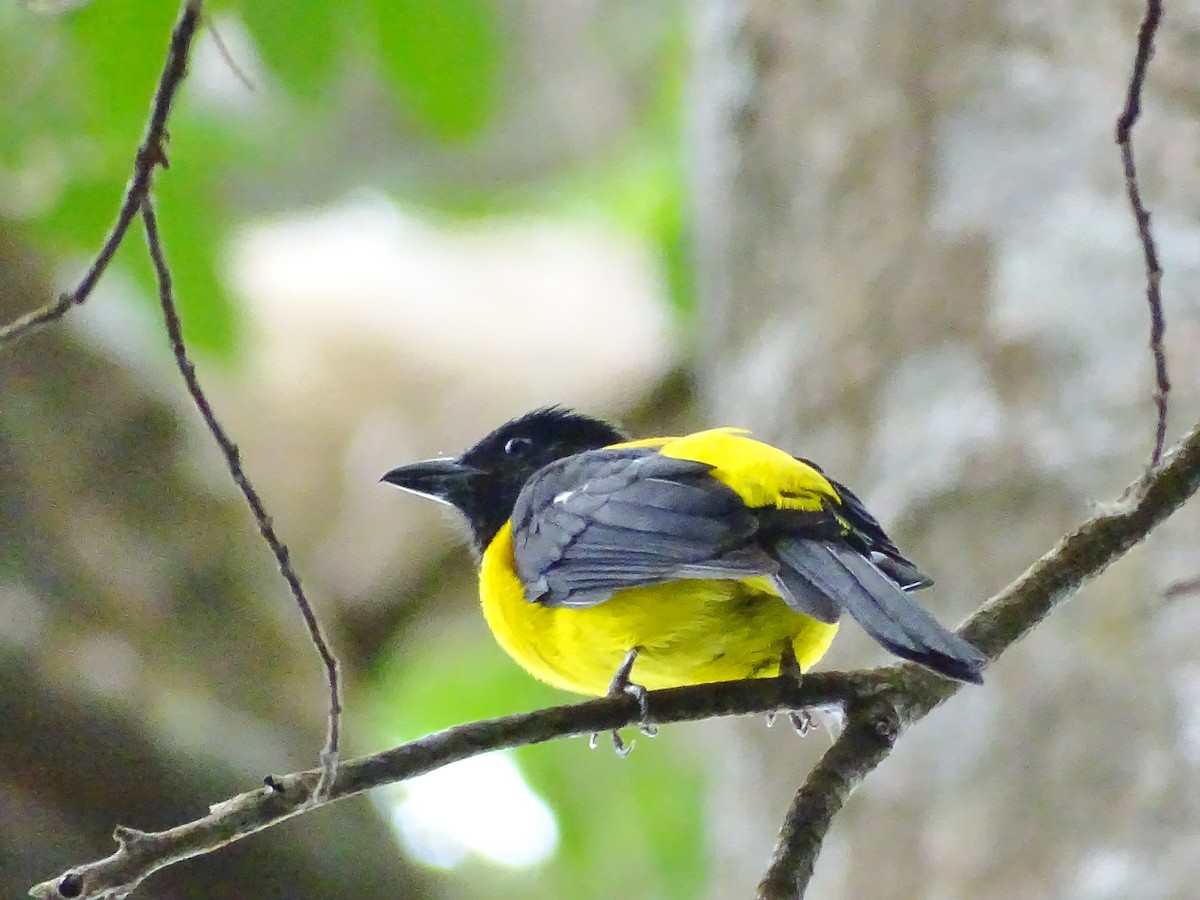 Black-throated Shrike-Tanager - Alfonso Auerbach
