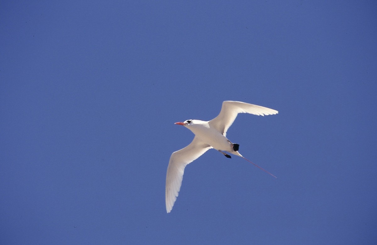 Red-tailed Tropicbird - ML205060851