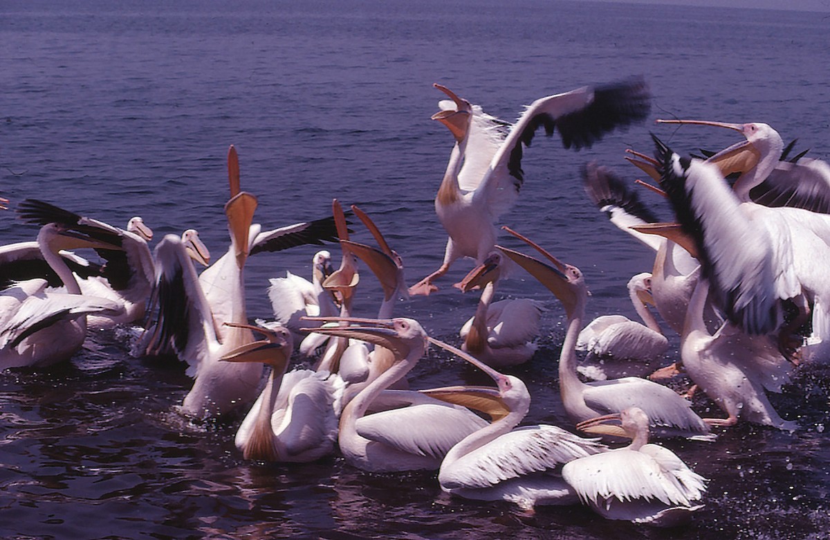 Great White Pelican - Josep del Hoyo