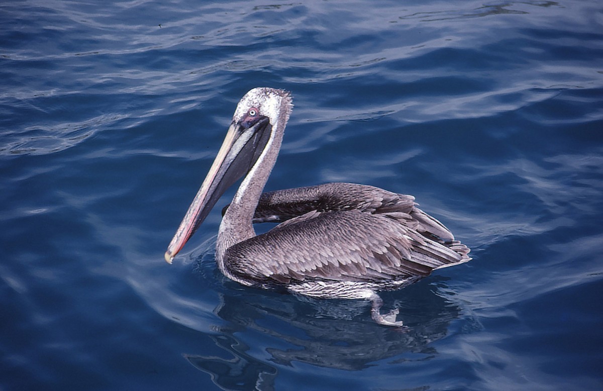 Brown Pelican (Galapagos) - Josep del Hoyo