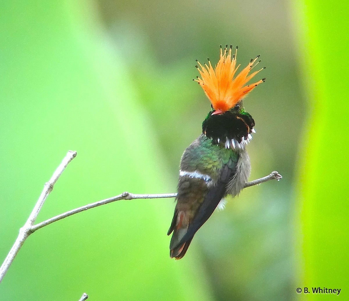 Rufous-crested Coquette - Bret Whitney