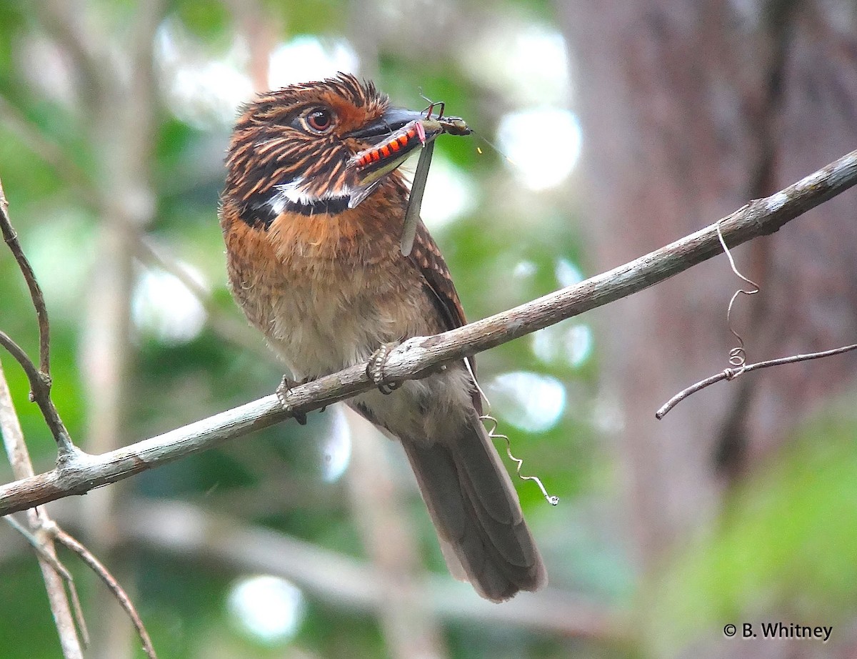 Crescent-chested Puffbird (Greater) - Bret Whitney