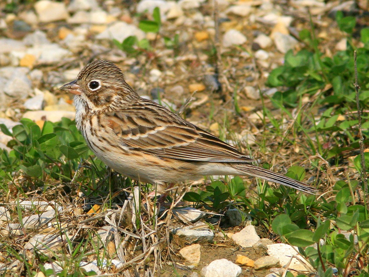 Vesper Sparrow - Kenneth Schneider