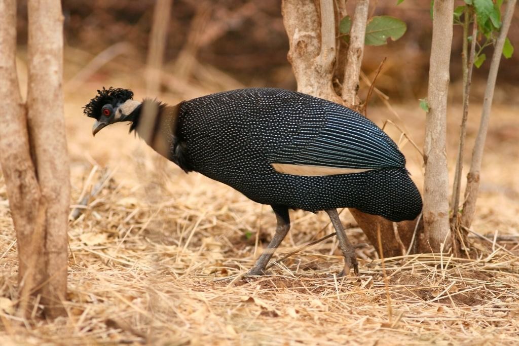 Southern Crested Guineafowl - Lee Harding