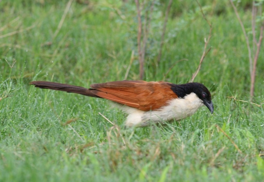 Coppery-tailed Coucal - Lee Harding