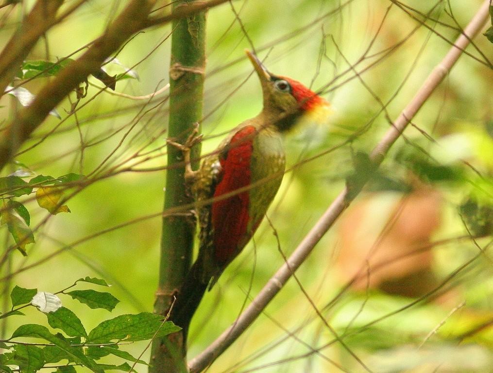 Crimson-winged Woodpecker - Lee Harding