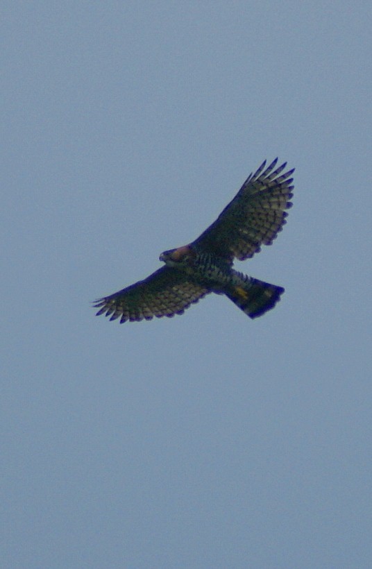 Ornate Hawk-Eagle - ML205061481