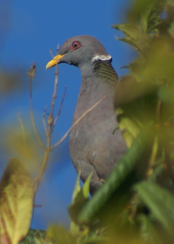 Band-tailed Pigeon (White-necked) - Phil Gunson