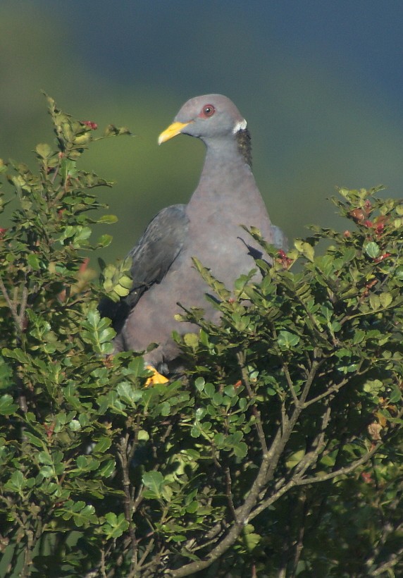 Pigeon à queue barrée (groupe albilinea) - ML205062061