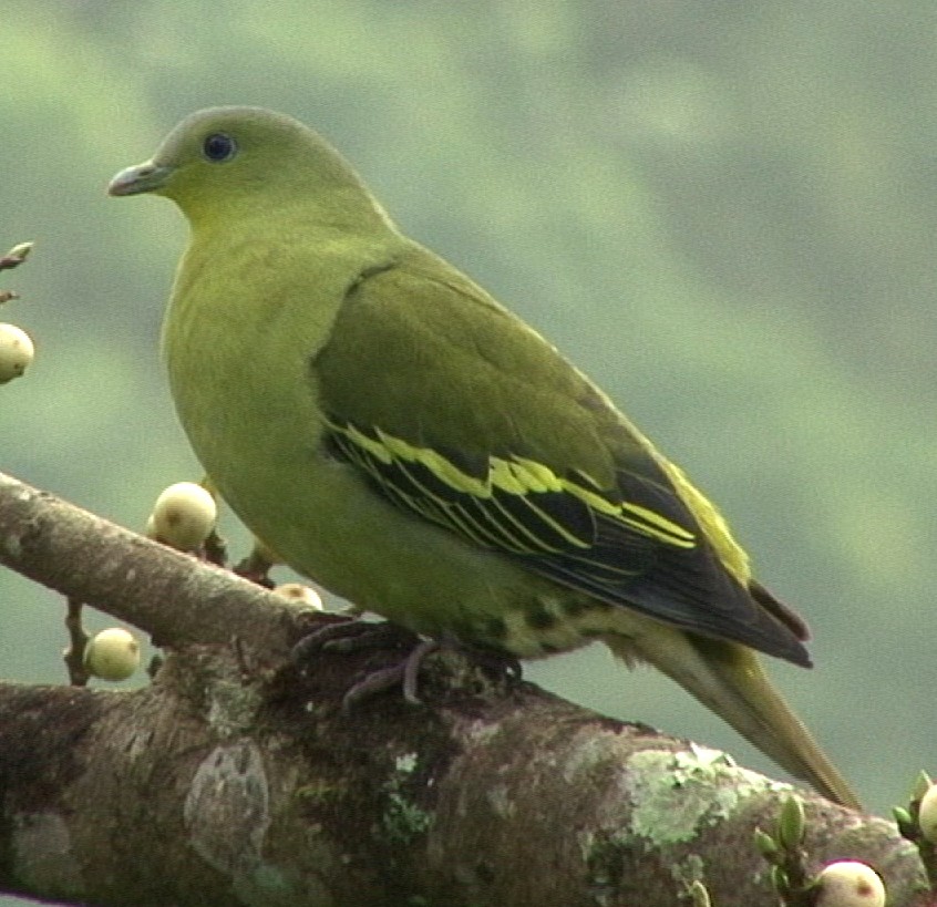 Gray-fronted Green-Pigeon - ML205062211