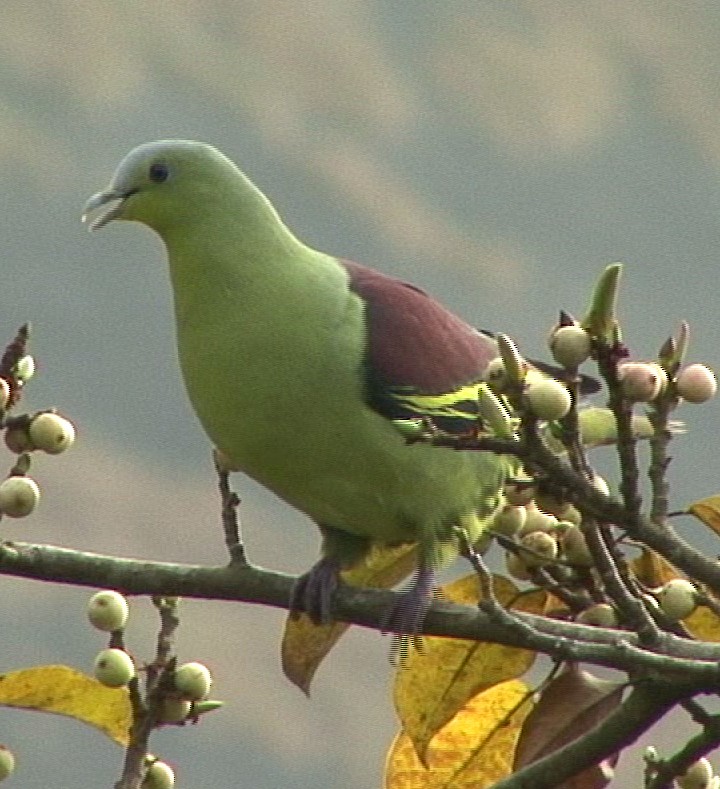 Gray-fronted Green-Pigeon - ML205062221