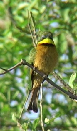 Little Bee-eater - Josep del Hoyo