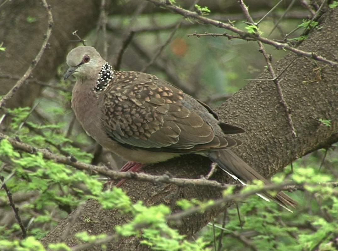 Spotted Dove (Western) - ML205062361