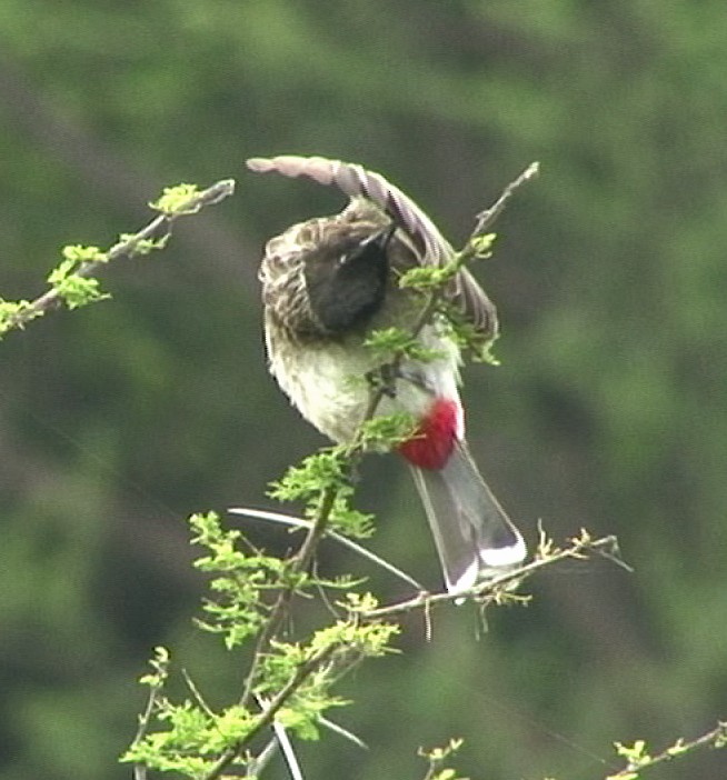 Red-vented Bulbul - ML205062401