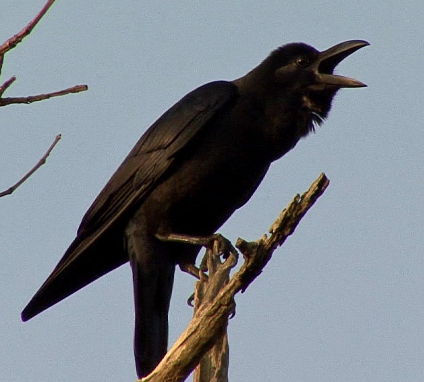 Large-billed Crow (Indian Jungle) - ML205062561
