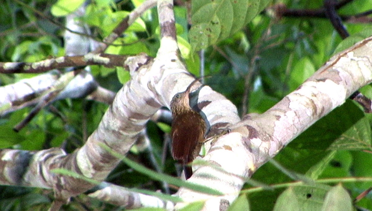 Picoguadaña Amazónico (multostriatus) - ML205062671