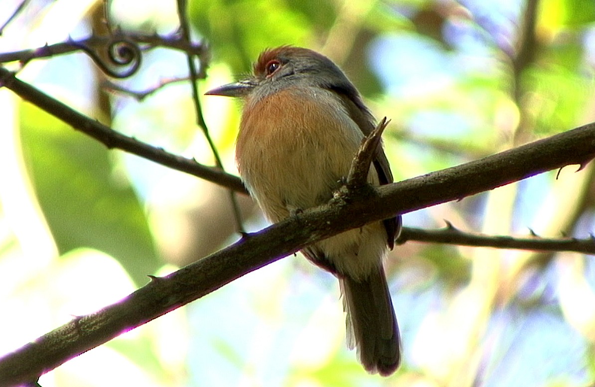 Rufous-capped Nunlet - ML205062681