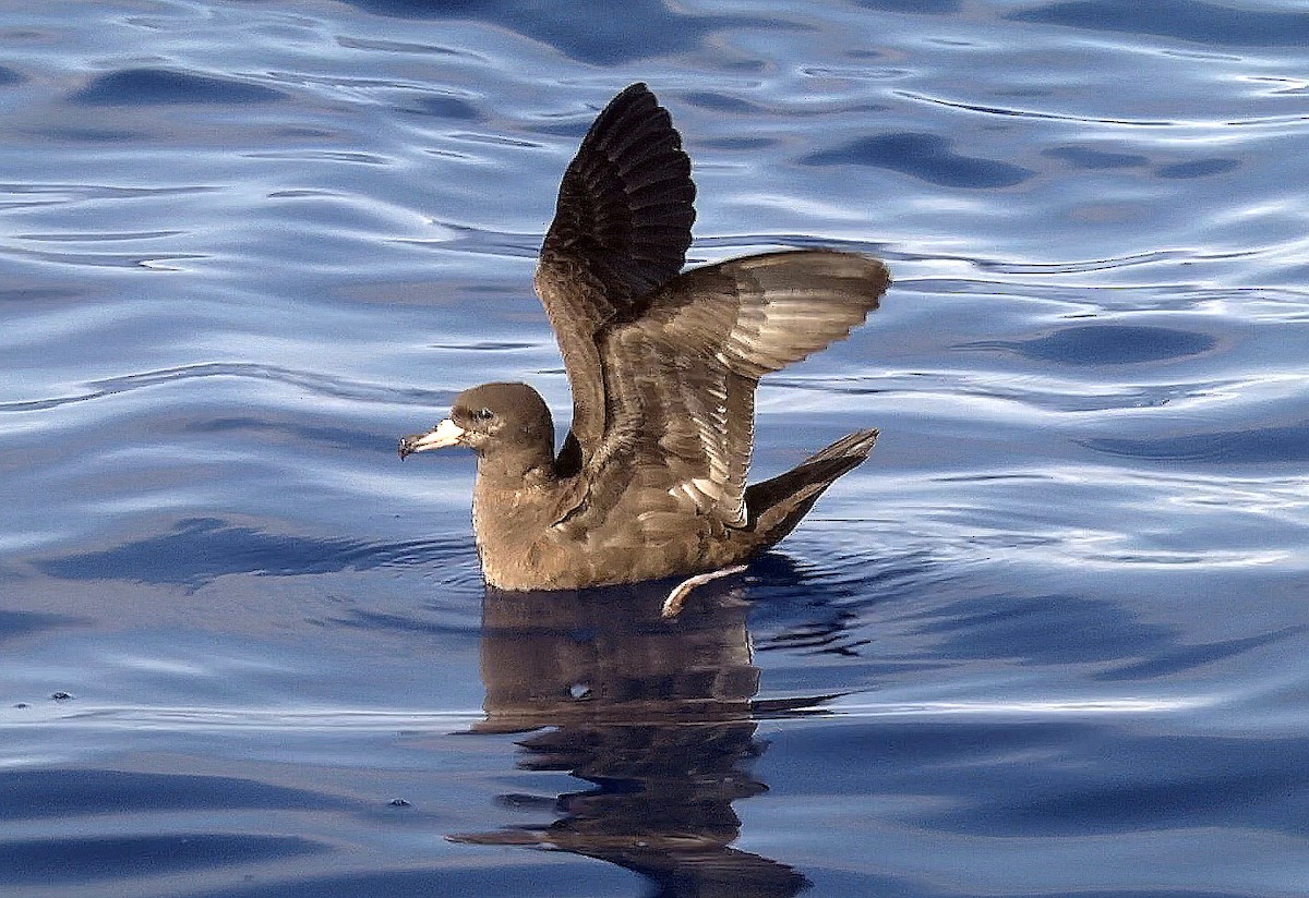 Flesh-footed Shearwater - ML205062701