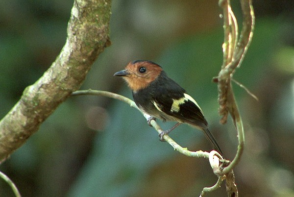 Black-chested Tyrant - ML205062861