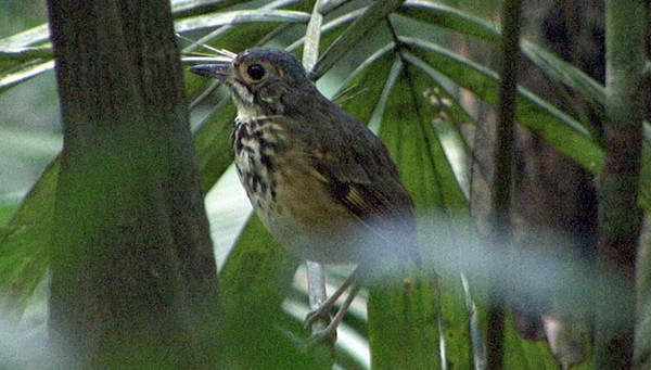 Spotted Antpitta (Spotted) - ML205062961