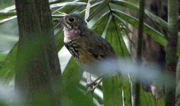 Spotted Antpitta (Spotted) - ML205062971