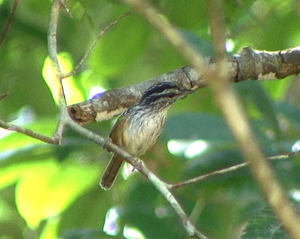 Guianan Warbling-Antbird - Josep del Hoyo