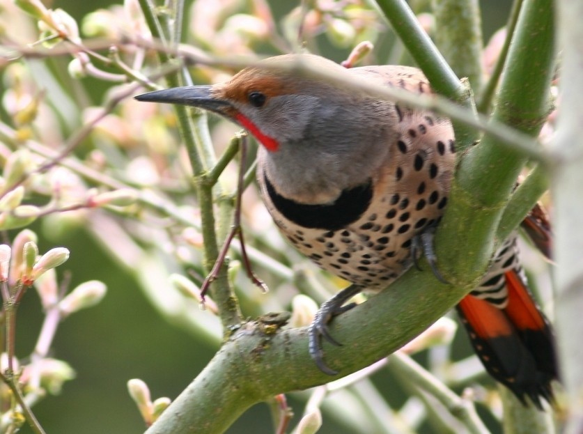 Northern Flicker (Red-shafted) - Lee Harding
