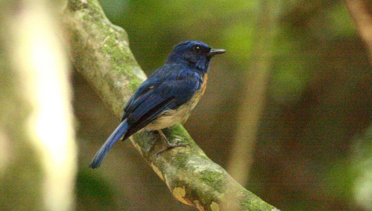 Malaysian Blue Flycatcher - Lee Harding