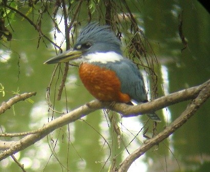 Ringed Kingfisher (Northern) - Alberto Lobato (El Chivizcoyo)