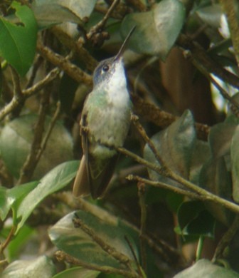 Azure-crowned Hummingbird (Azure-crowned) - ML205063741