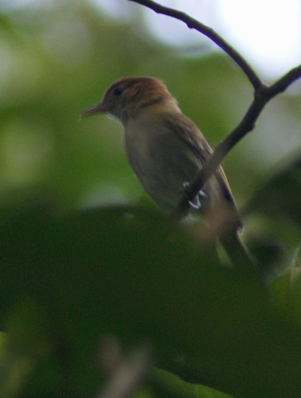 Rufous-naped Greenlet - ML205064001