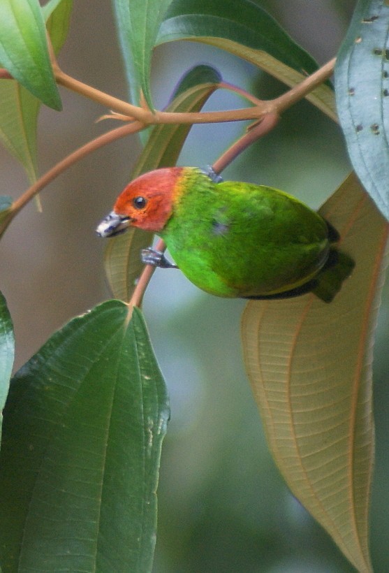 Bay-headed Tanager (Bay-and-green) - ML205064031