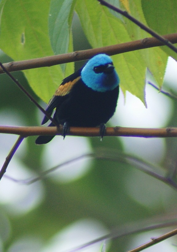 Blue-necked Tanager - ML205064091