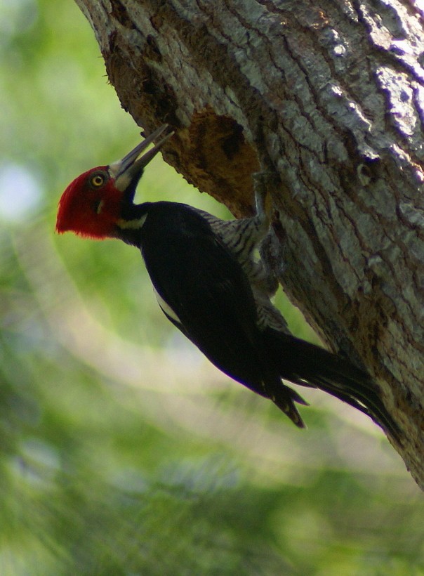 Crimson-crested Woodpecker - Phil Gunson