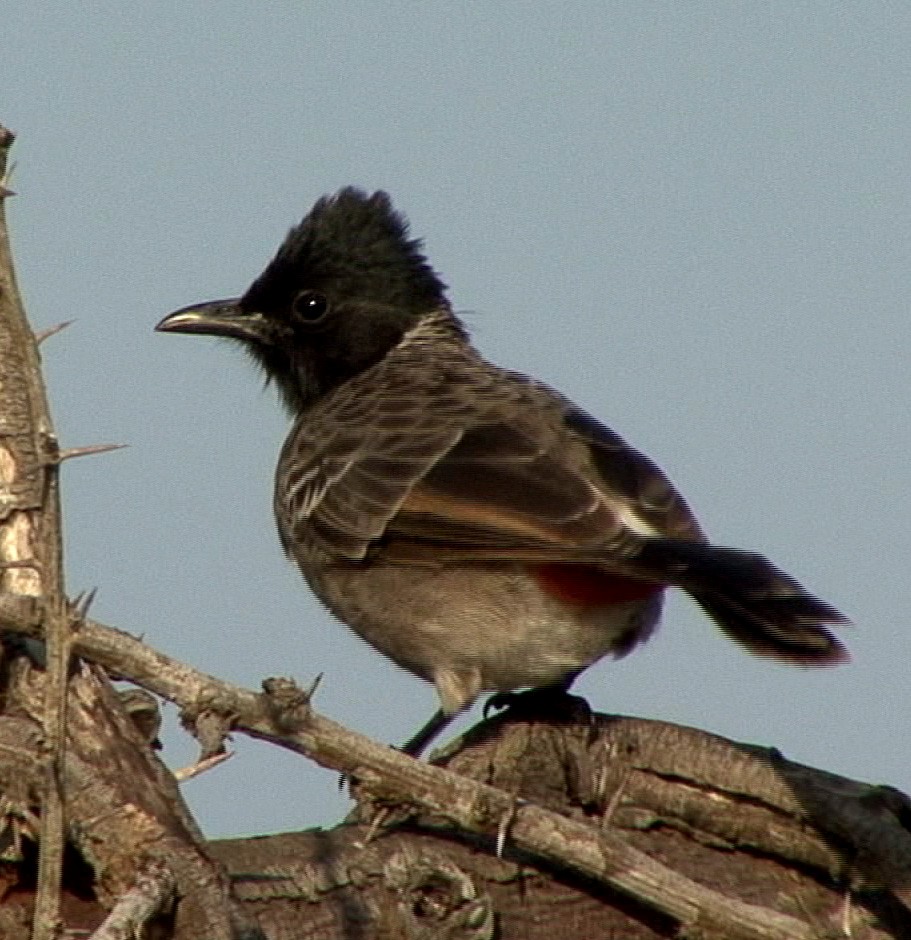 Red-vented Bulbul - ML205064631