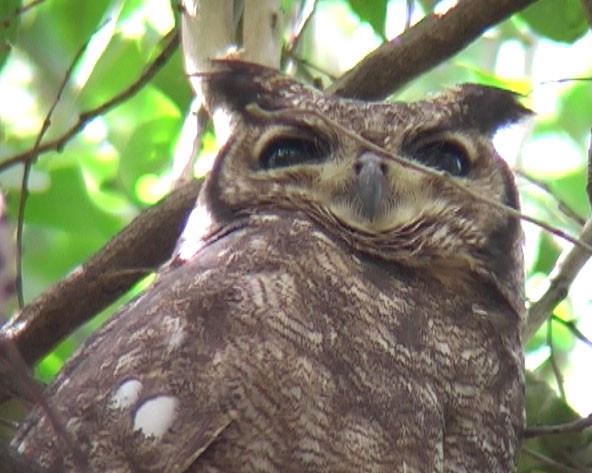 Grayish Eagle-Owl - ML205064671