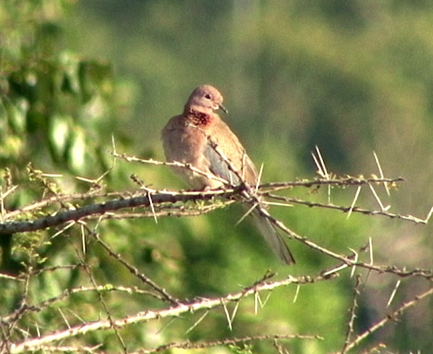 Laughing Dove - ML205064771