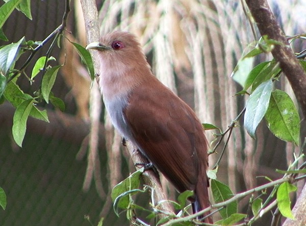 Squirrel Cuckoo (Amazonian) - ML205065161