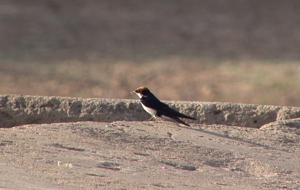 Wire-tailed Swallow - ML205065361