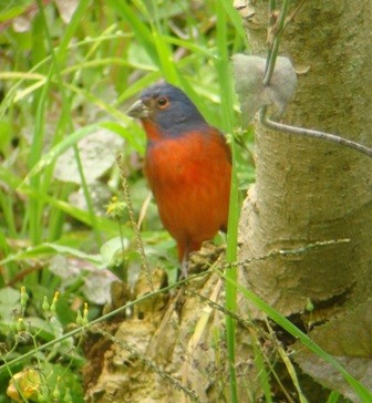 Painted Bunting - ML205065641