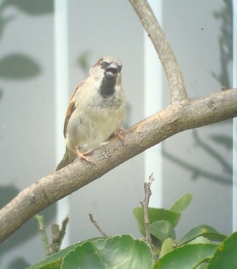 House Sparrow - Alberto Lobato (El Chivizcoyo)