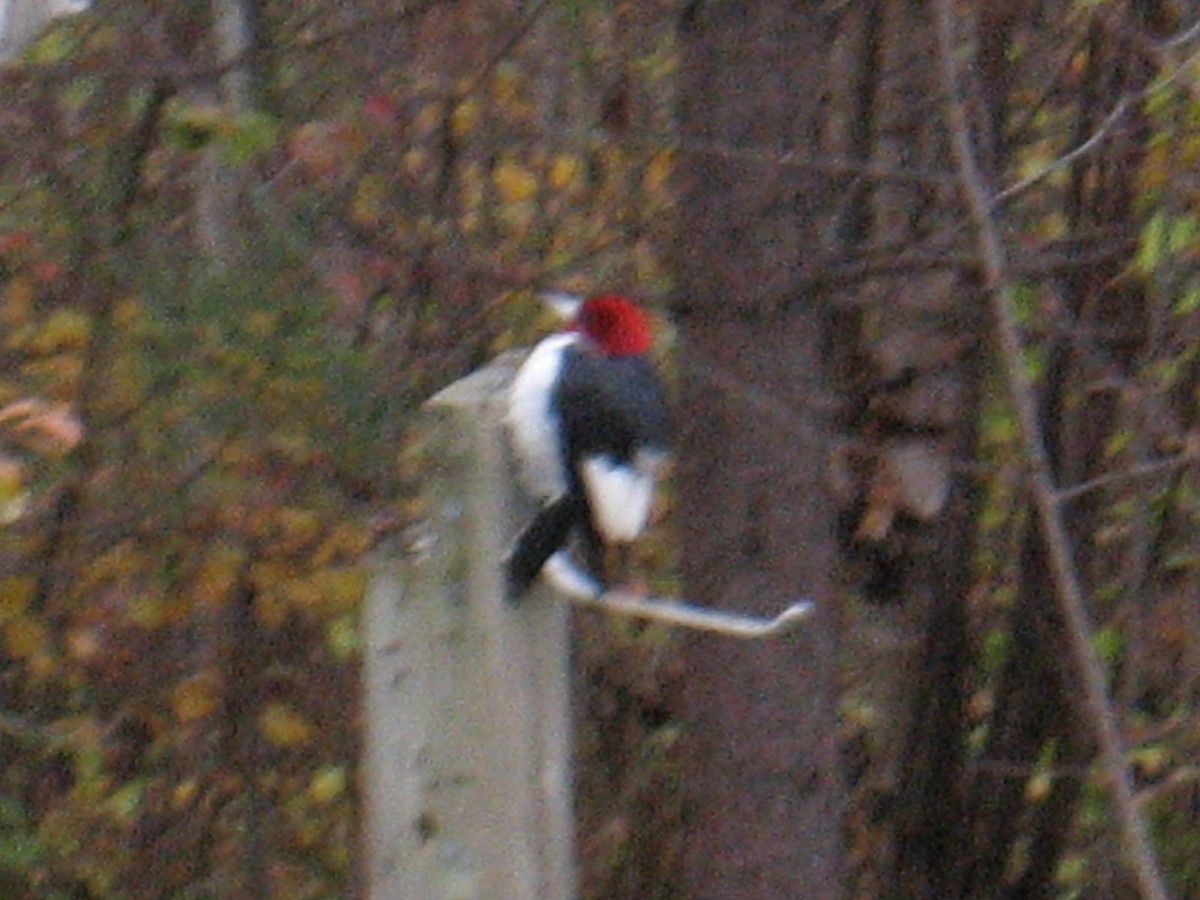 Red-headed Woodpecker - ML20506621