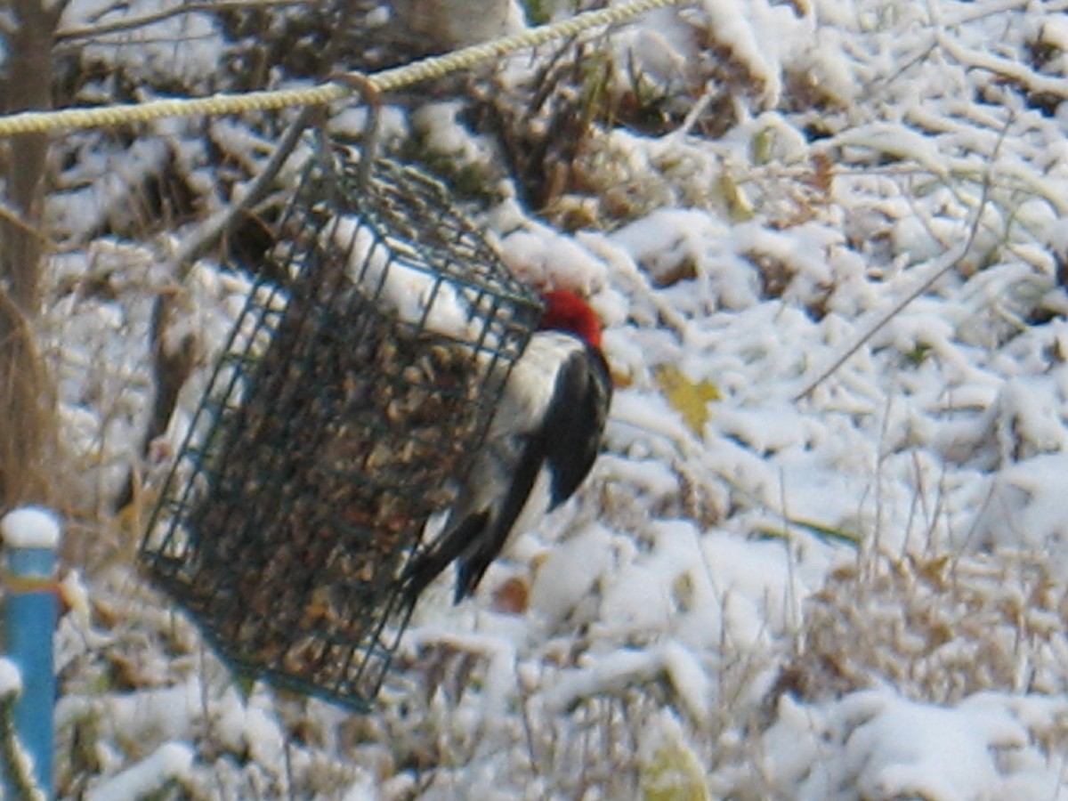 Red-headed Woodpecker - Christine Hamel