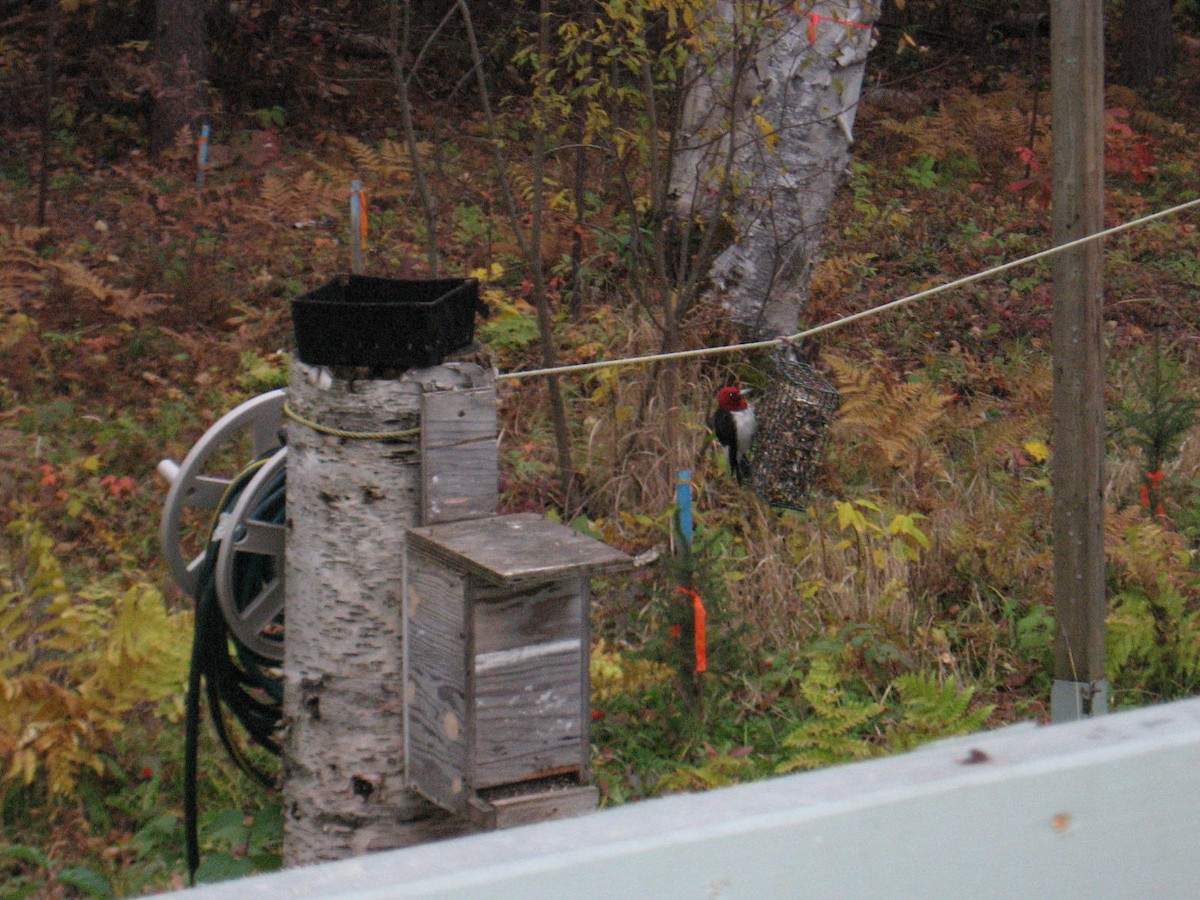 Red-headed Woodpecker - ML20506641
