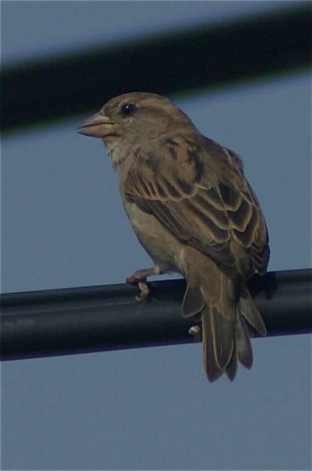 House Sparrow - Phil Gunson