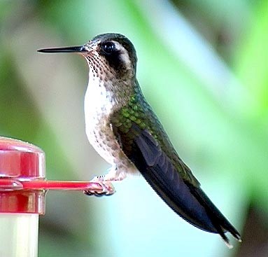 Speckled Hummingbird (melanogenys Group) - ML205066741